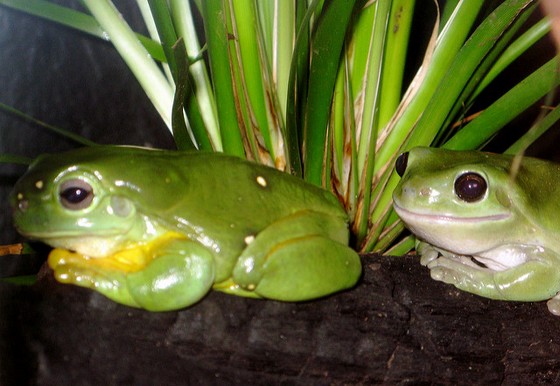 A splendid and a common green tree frog.