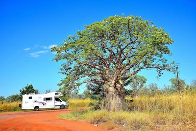 Boab Tree