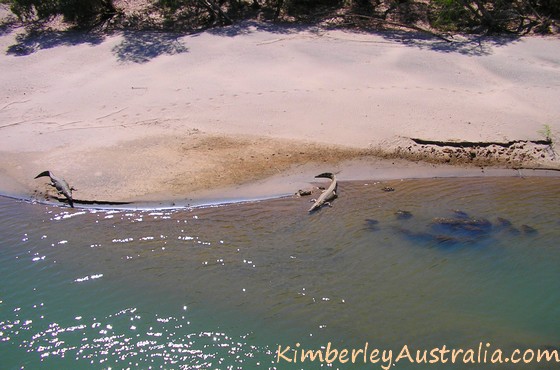 Two saltwater crocodiles