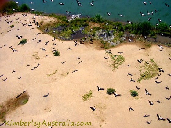 Magpie Geese