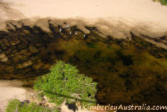 Herons (I think)