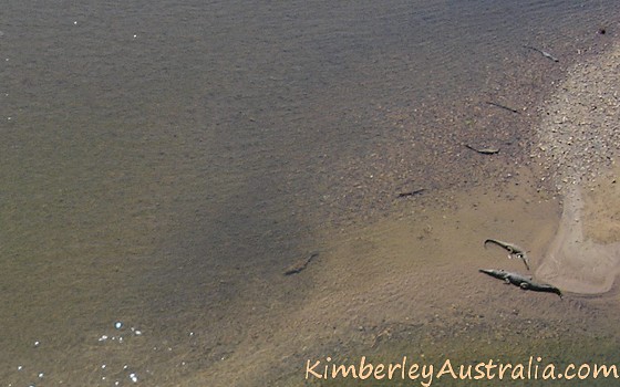Seven crocodiles