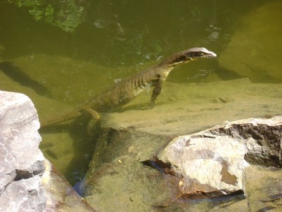 Friend for swimming at the Grotto