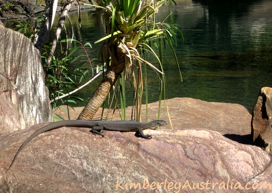 This water monitor was having a swim with us at Mitchell River National Park.