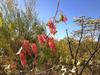 Flowering Grevillea in Purnululu National Park