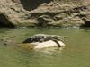 Freshwater crocodile at Windjana Gorge