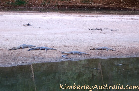 Freshwater crocodiles at Windjana Gorge