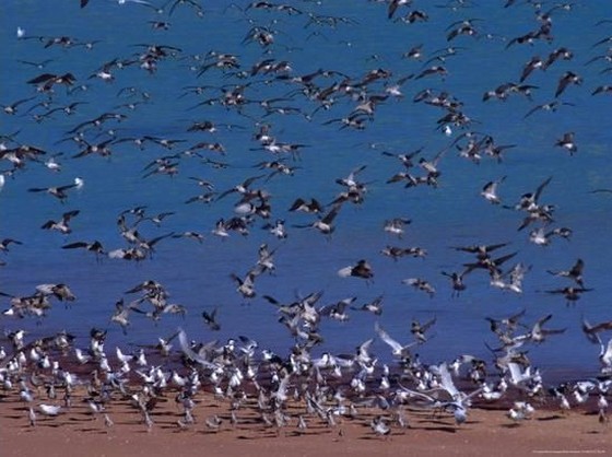 Eastern Curlew at Roebuck Bay, Broome, Australia