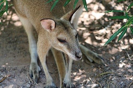 Agile Wallaby