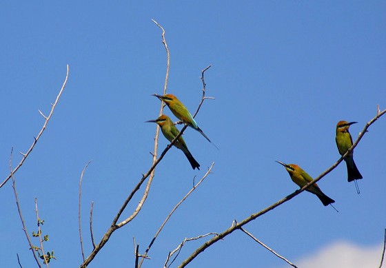 Rainbow Bee-eaters