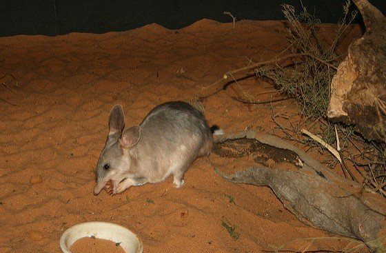 Bilby