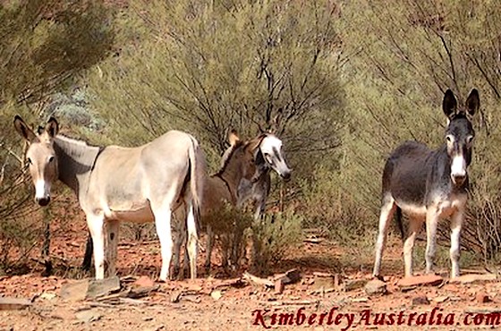 Wild donkeys