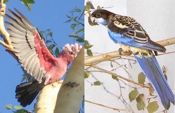 Pink Galah and Northern Rosella