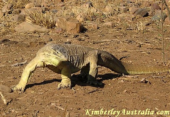 Huge Sand Goanna