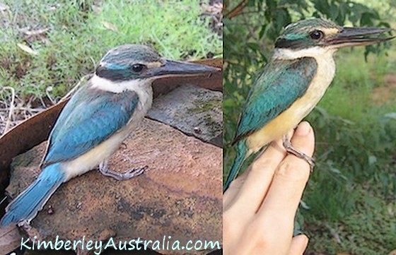 Sacred Kingfisher