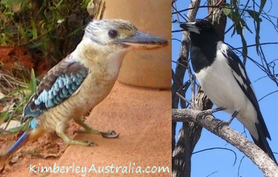 Blue-winged Kookaburra and Pied Butcherbird