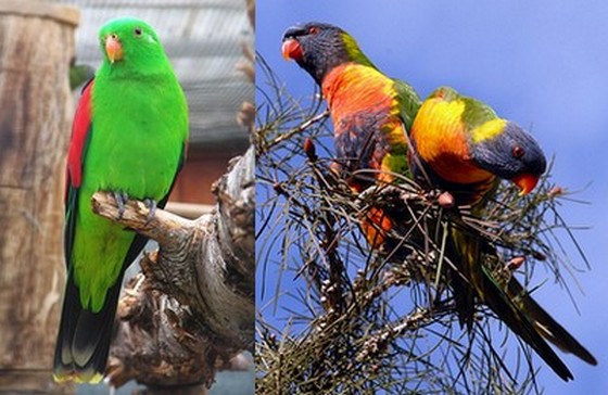 Red-winged Parrot (Wikimedia Commons) and Rainbow Lorikeets (by Yaroslavd)
