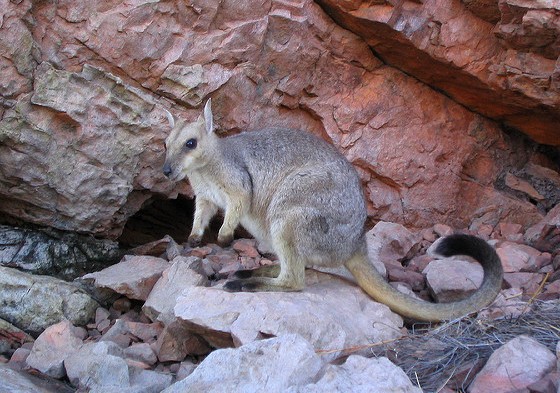 Rock Wallaby at Lake Argyle