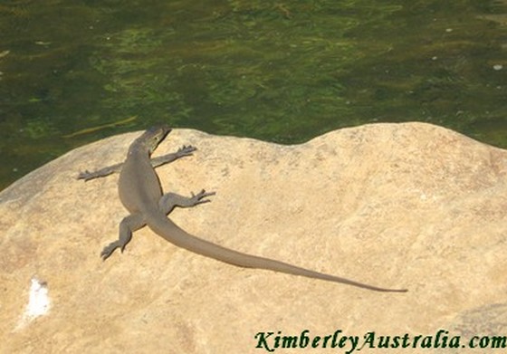 A water monitor is sun bathing on a rock ledge.