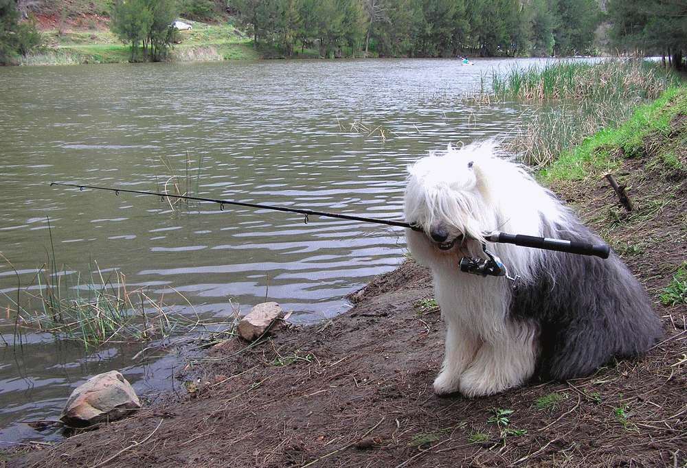 A dog fishing at a Kimberley river.