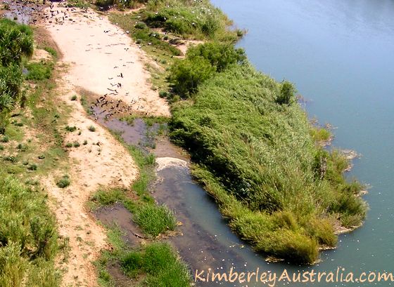 Magpie Geese and crocodile