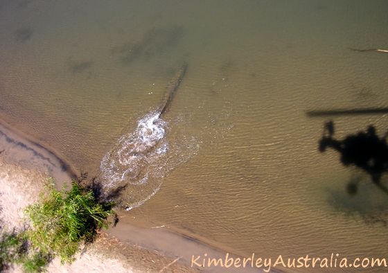 Saltwater crocodile disappearing into the water
