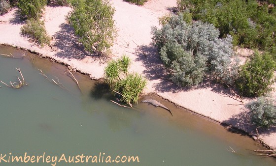 Another saltwater crocodile