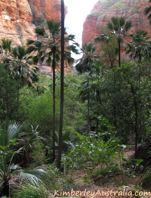 View into the palm filled valley in the Bungle Bungles