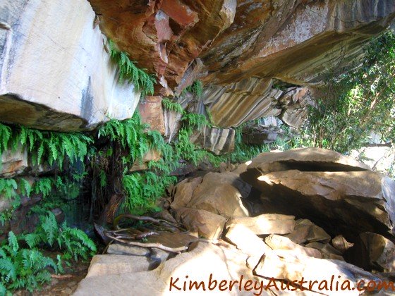 Ferns and pretty patterns on the rocks underneath Little Mertens Falls