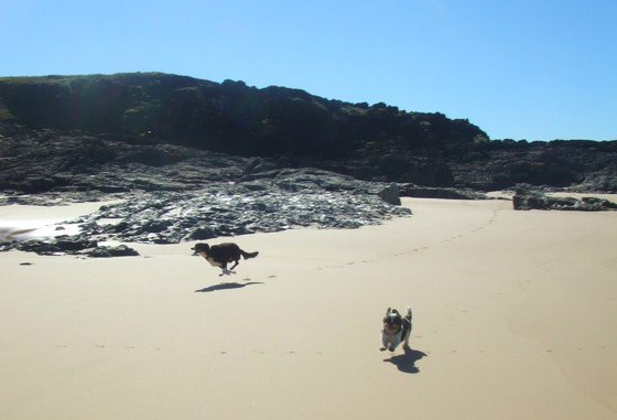 Dogs on a Kimberley Beach