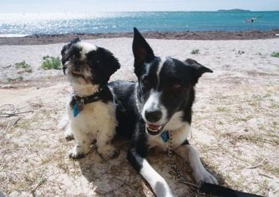 Roxy and Rusty want to see the Gibb River Road