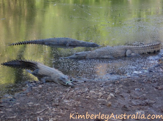 Freshwater crocodiles