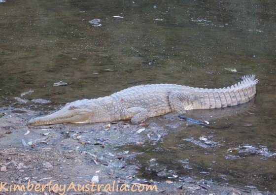 Little freshwater crocodile at Windjana Gorge